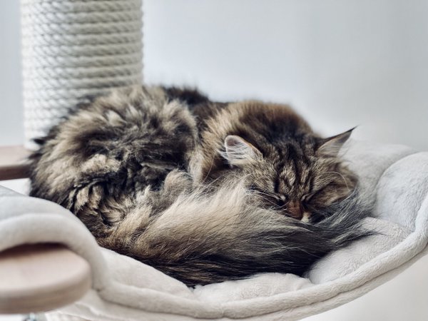 Sleeping cat