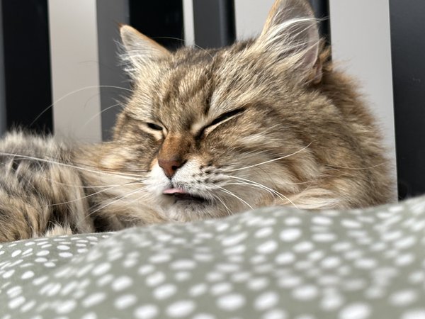 Cat doing mlem.