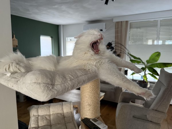 Behold, the majestic sky lion in mid-rawr.