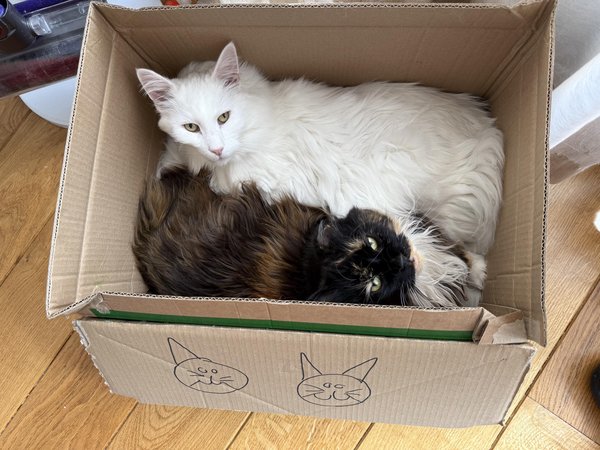 Two cats in a box