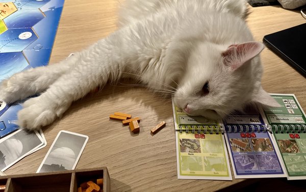 Cat laying on a board game