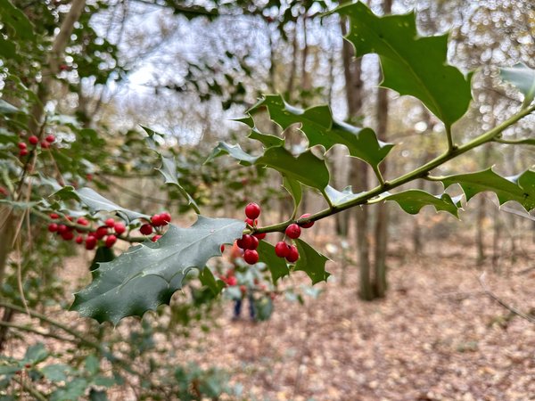 Picture of Holly in the woods.