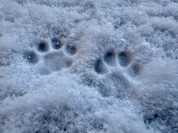 Picture of pawprints in the snow.
