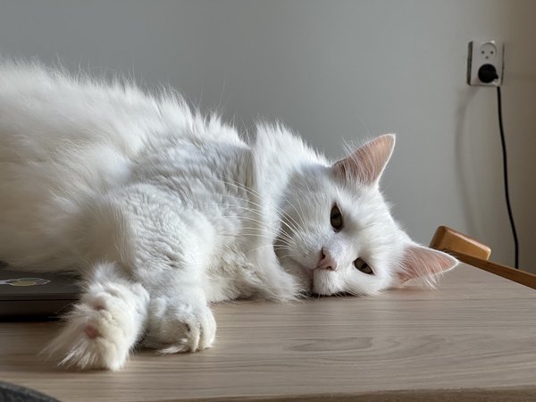 Cat lying on a table