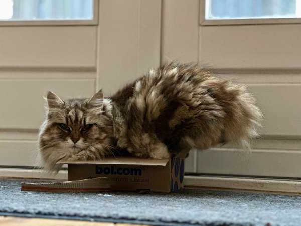 cat sitting in a box in a funny way
