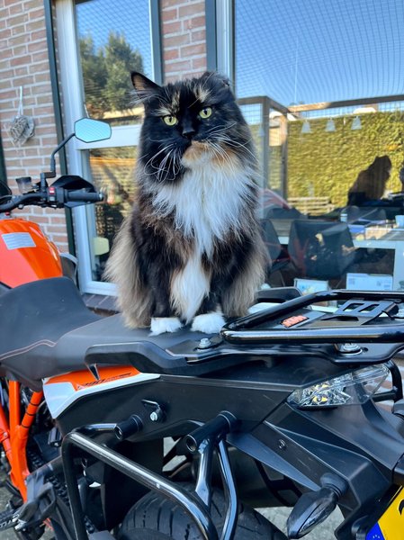 Cat on motorcycle