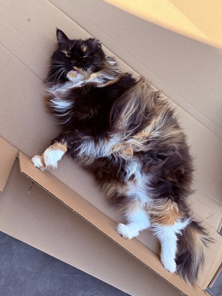 A cat is lying on a big cardboard box.