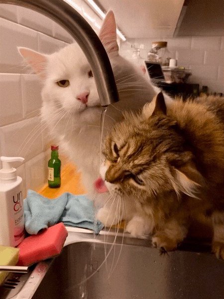 Cats drinking running tap water