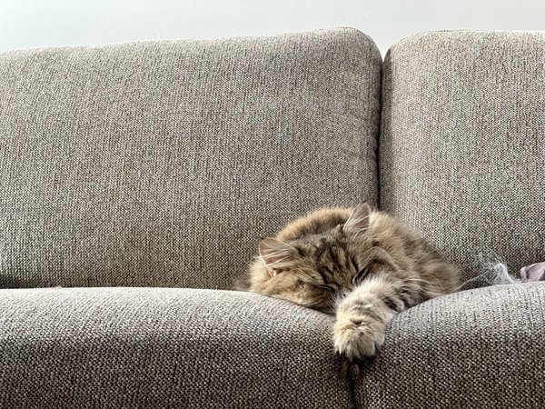 Cat snoozing on a couch