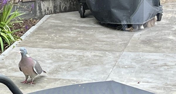 A cat hidden under a BBQ lurks at a unsuspecting pigeon.