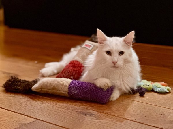 White cat laying on his toys after playtime
